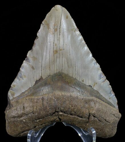 Megalodon Tooth - North Carolina #67300